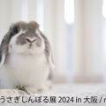 うさぎしんぼる展