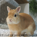 うさぎしんぼる展