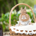 うさぎしんぼる展