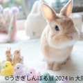 うさぎしんぼる展
