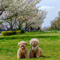 【宿泊レポート】 愛犬家に嬉しい「ドッグフレンドリー」なホテルに泊まってみた……三井ガーデンホテルプラナ東京ベイ