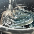 清涼な水にさらすことで泥抜きをする