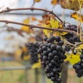 Sangiovese