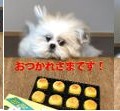 電子版特典　見本