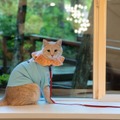 ねこちゃんも泊まれるお部屋