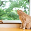 ねこちゃんも泊まれるお部屋