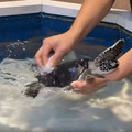 甲羅磨きを受けて気持ちよさそうなウミガメ（写真は道の駅ウミガメ公園の公式Xから）