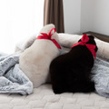 【プライム感謝祭】まさに猫！なモフモフ感を再現！「リアル猫まくら(Neko Cushion)」が20％オフ