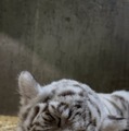ホワイトタイガーの赤ちゃん（写真は伊豆アニマルキングダムの公式Xより）※動物園より掲載許諾をいただいています