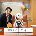 市長の椅子の座り心地を確かめるマギーちゃん（写真は亀岡市役所の公式Facebookから）※亀岡市役所に掲載許諾をもらってます