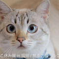 ねこ休み展 2024-25 in 福岡
