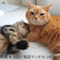 ねこ休み展 冬 2025
