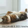 ねこ休み展 冬 2025