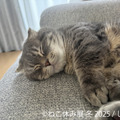 ねこ休み展 冬 2025