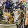 「インターペット」今年も開催！注目集まる防災企画や猫企画「インターキャッツ」も