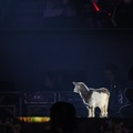 乃木坂46・与田祐希の卒業コンサート開催！大園桃子がサプライズ登場