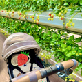 ベビーカーに乗った息子の様子（写真は小松彩夏の公式ブログから）