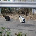 じつはねこがたくさんいる江の島