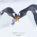 『水族館の美しい生きものたち －Aquarium Gradation－』株式会社KADOKAWA