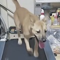 韓国人の異常配信が物議　“ピアス犬”をランニングマシンで3時間走らせ投げ銭受け取り