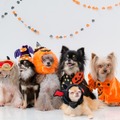 「ゆるり箱根with DOGS」