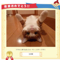 優勝した猫ちゃんの写真