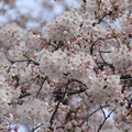 東京・国立市の桜（2009年）