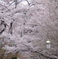 東京・国立市の桜（2009年）