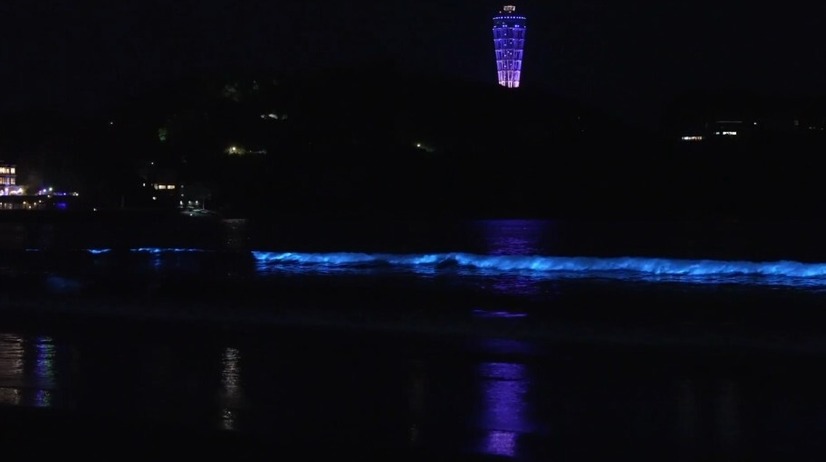 画像は新江ノ島水族館公式Xより（掲載許可をもらっています）