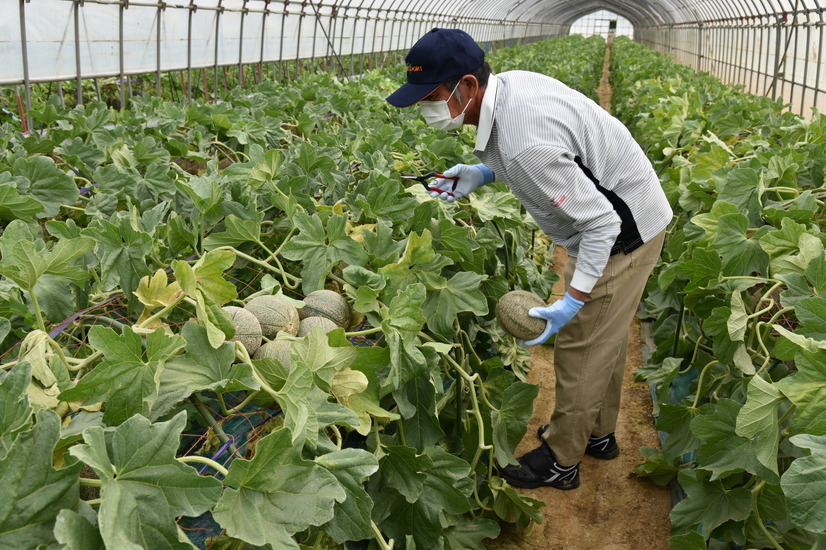 「銚子メロン」は、千葉県銚子市で栽培されるブランドメロン