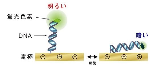 DNAの動作の可視化