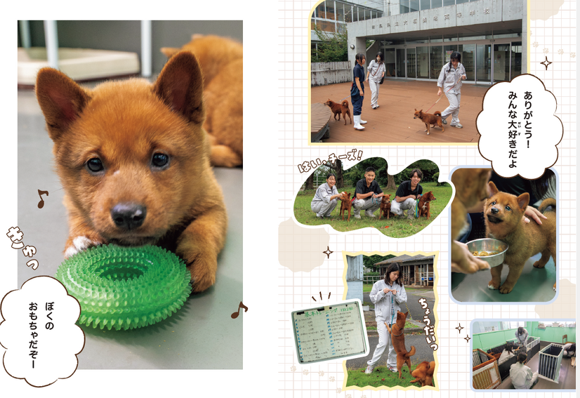 美濃柴犬の子犬と育成のようす