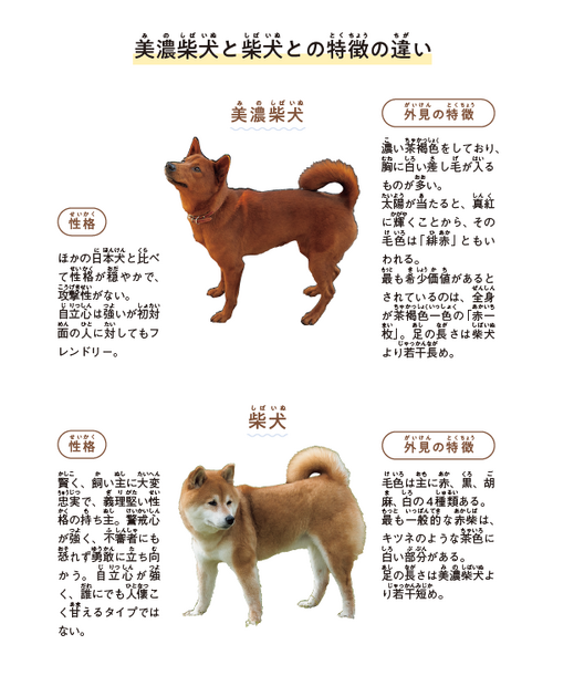 本文中で、美濃柴犬と柴犬の違いをわかりやすく説明