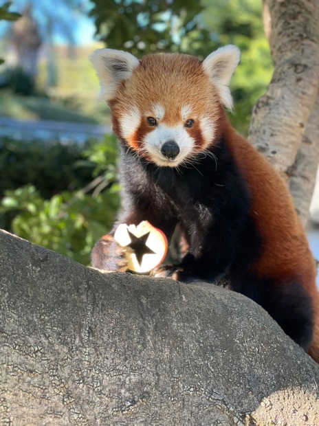 熱川バナナワニ園