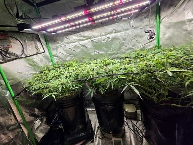 薬物汚染が深刻な韓国、住宅街に“大麻農場”　ヒップホップ歌手ら12人起訴