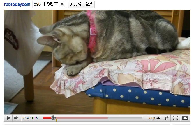 猫動画