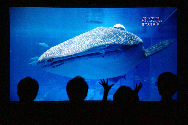 2009美ら海イベントの様子