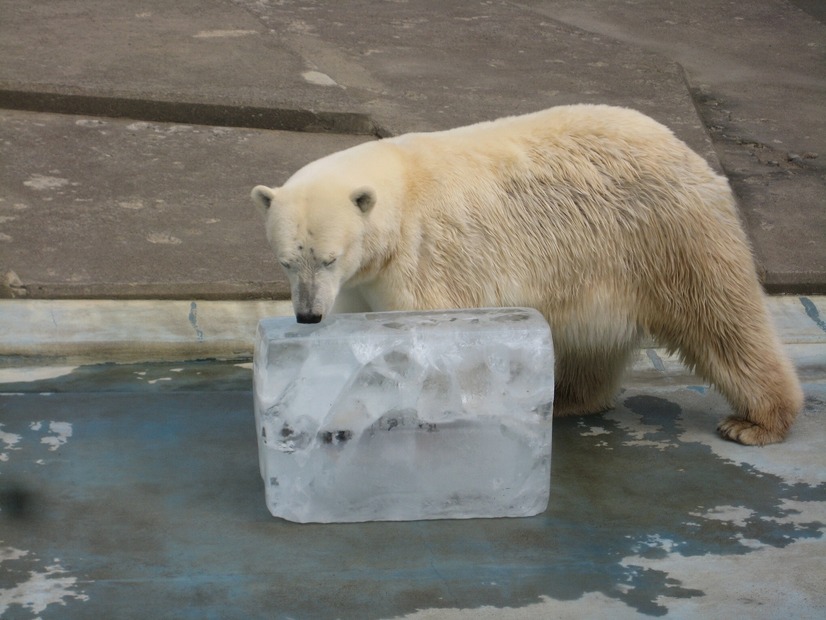 プレゼントされた氷を楽しむ白クマ