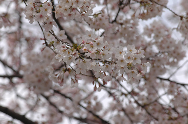 都内の桜（2010年）