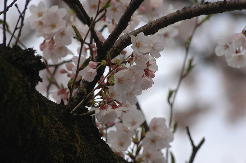 都内の桜（2010年）