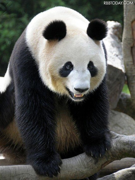 今日から一般公開されたパンダのシンシン