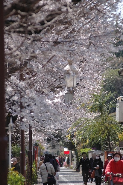 国立市の桜