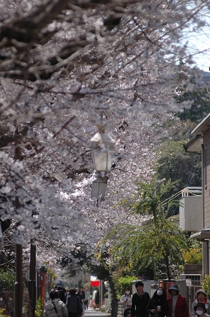 国立市の桜