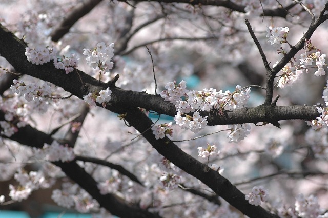 国立市の桜