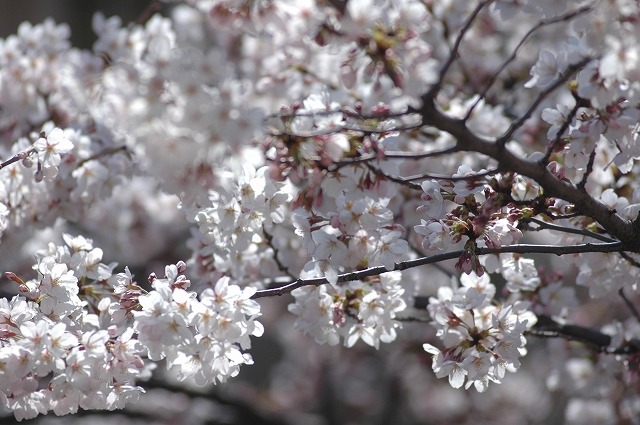 国立市の桜