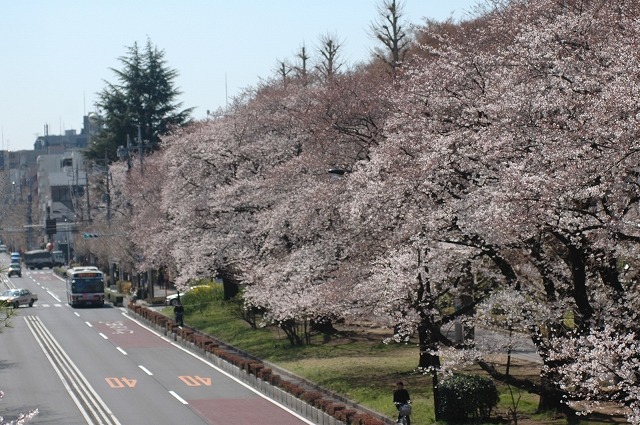 国立市の桜