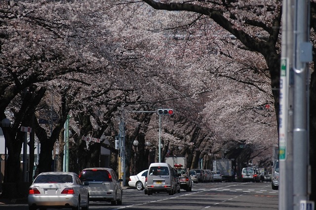 国立市の桜