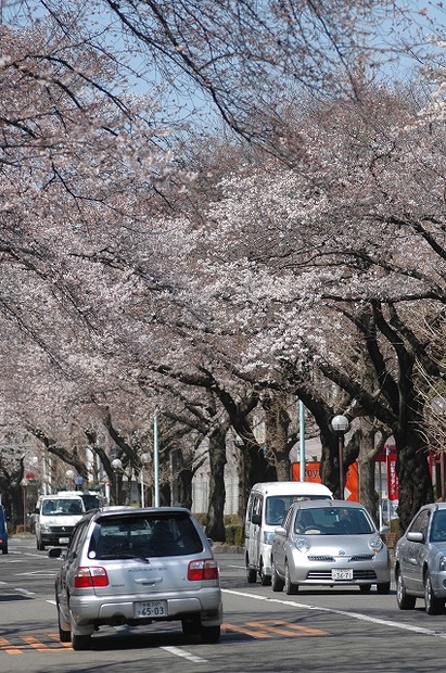 国立市の桜