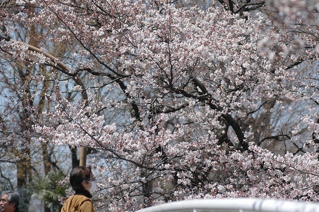 国立市の桜