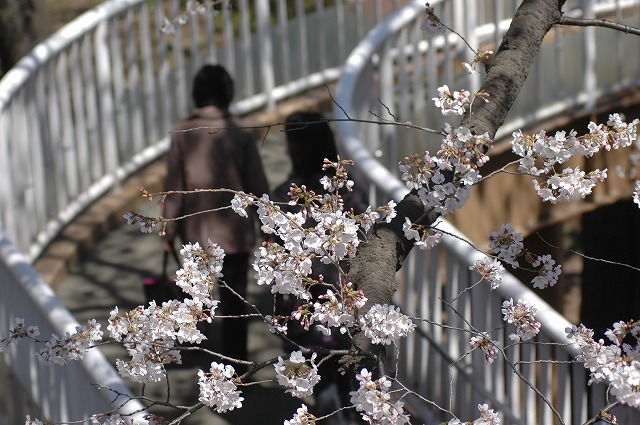 国立市の桜